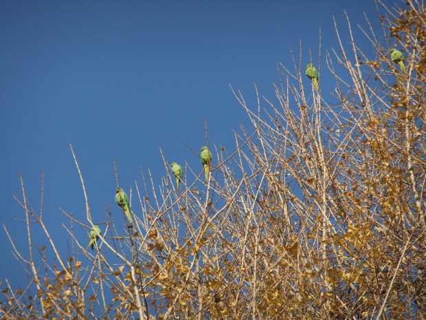 木に留まっている緑の鳥