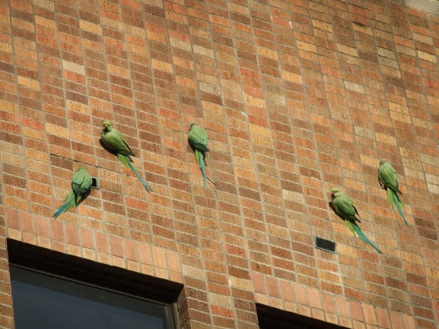 校舎の壁に留まる緑の鳥